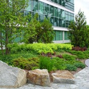 corporate-landscape-plants.jpg